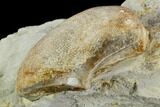 Ammonite Aptychus Fossil in Rock - Drügendorf, Germany #125451-1